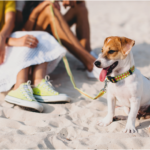 Foto de uma pessoa sentada ao lado do seu cachorro na praia.
