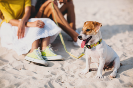 Foto de uma pessoa sentada ao lado do seu cachorro na praia.