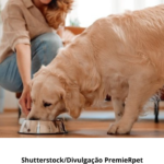 Foto ilustrativa de um cão comendo ração.