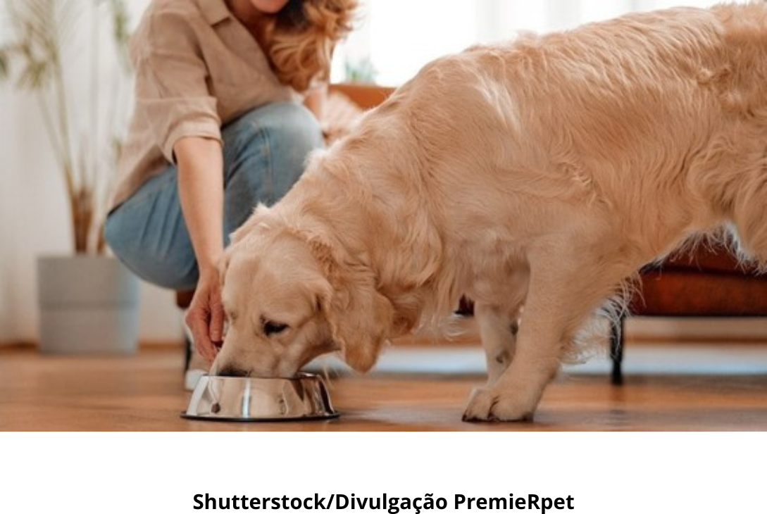 Foto ilustrativa de um cão comendo ração.