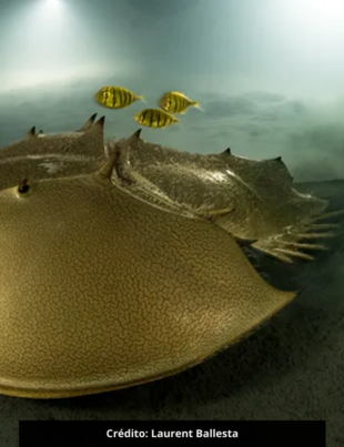 Imagem da foto vencedora do concurso Wildlife Photographer of the Year — Fotógrafo de Vida Selvagem do Ano.