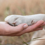 Imagem ilustrativa de uma mão humana embaixo de uma pata canina simbolizando união.