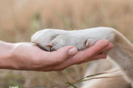 Imagem ilustrativa de uma mão humana embaixo de uma pata canina simbolizando união.