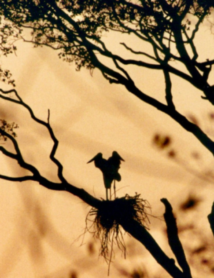 Foto de um fim de tarde no Pantanal.