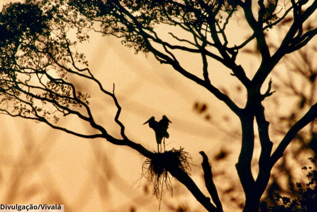 Foto de um fim de tarde no Pantanal.