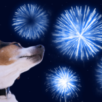 Imagem ilustrativa de um cachorro observando uma queimada de fogos de artíficio.