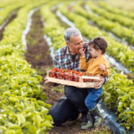 Foto ilustrativa de um senhor e uma criança no meio de uma horta simbolizando a agricultura familiar.