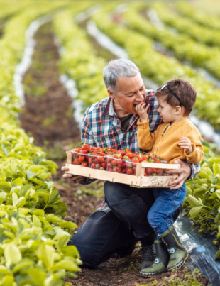 Foto ilustrativa de um senhor e uma criança no meio de uma horta simbolizando a agricultura familiar.