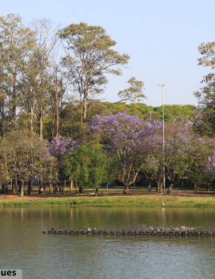 Foto do Parque Ibirapuera em SP.