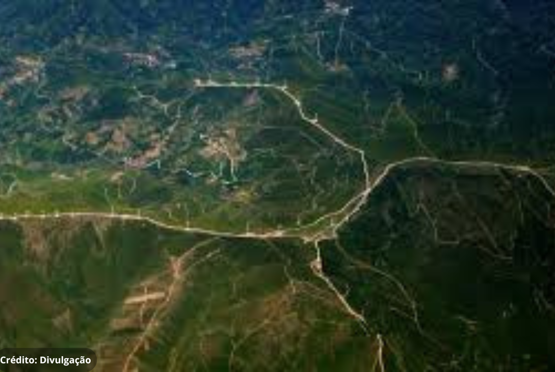 Foto aérea de uma floresta.