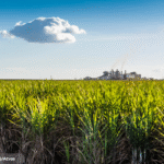 Imagem ilustrativa de um campo e ao fundo uma construção que aparenta ser uma fábrica.