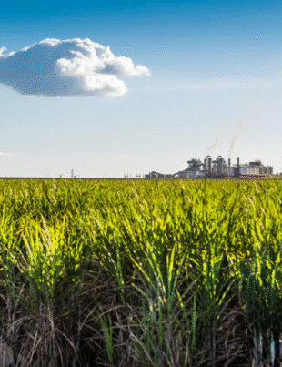 Imagem ilustrativa de um campo e ao fundo uma construção que aparenta ser uma fábrica.