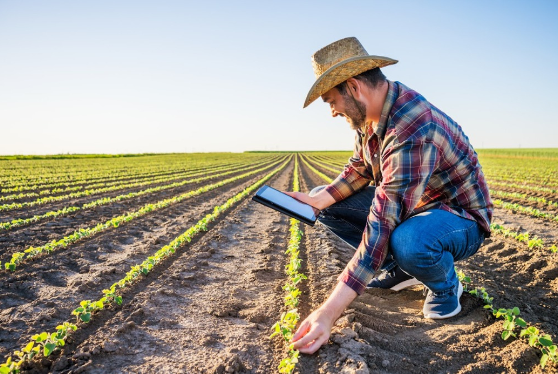 Foto ilustrativa de um homem mexendo no celular ao mesmo tempo que vistoria a sua colheita no campo.