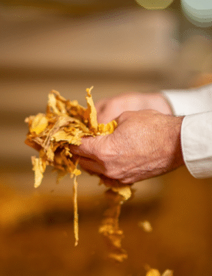 Imagem de uma pessoa separando as folhas do tabaco.