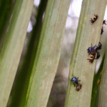 Foto de uma das plantações da Agropalma.