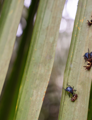 Foto de uma das plantações da Agropalma.