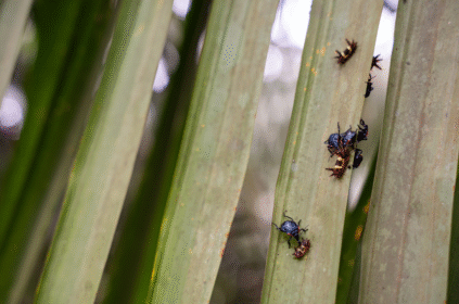 Foto de uma das plantações da Agropalma.