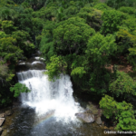 Foto de bioma brasileiro.