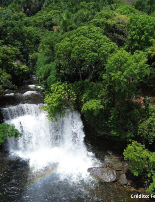 Foto de bioma brasileiro.